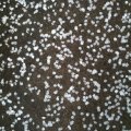 crab apple petals