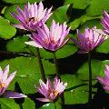 Water Lillies